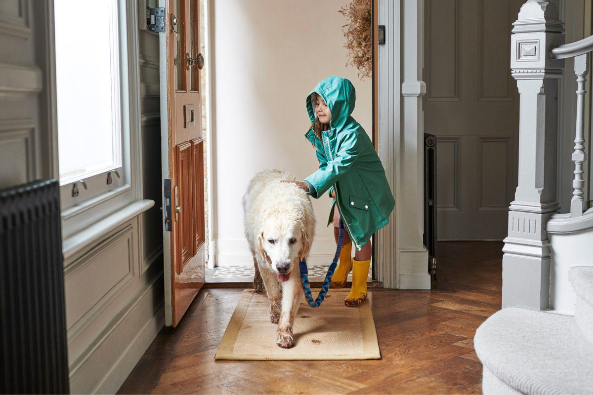 Dog with wet muddy paws after a rainy walk next to a paw cleaner